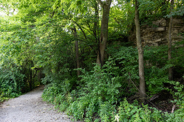 Green Trees and Plants on a Forest Trail at Dellwood Park in Lockport Illinois during the Summer