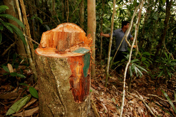 itabela, bahia / brazil - october 19, 2010: illegal logging in Mata Atlantica natural reserve in...