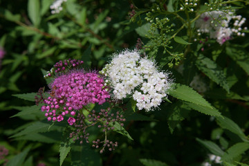 White and purple flowers
