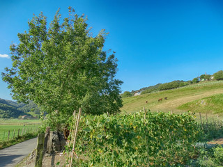 Fototapeta premium Basque Country Landscape in summer