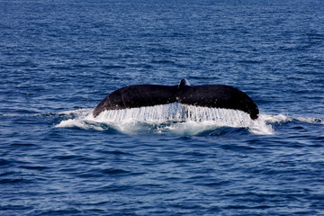 caravelas, bahia / brazil - august 1, 2010: fins of junbarte whales are seen during a tour to spot...