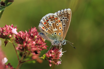 Fototapeta na wymiar Adonis Blue Butterfly