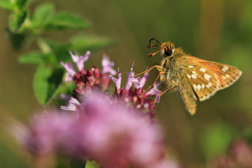 Silver-Spotted Skipper