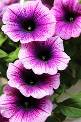 close up of pink flowers