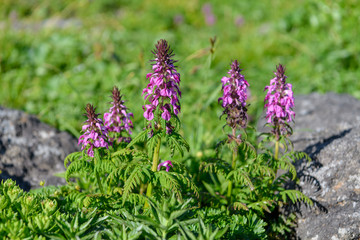 鳥海山の高山植物（キタヨツバシオガマ）