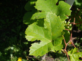 leaves of grapes and grapes on branches in summer close