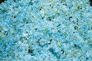 Fototapeta na wymiar Blue orchid For making background 