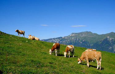 Fototapeta na wymiar Cows on an alpine meadow, Axalp, Switzerland