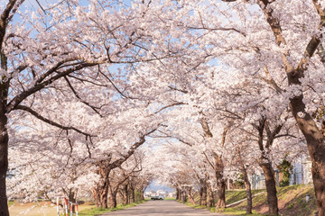 Obraz premium Sakura 