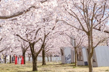Fototapeta na wymiar Sakura