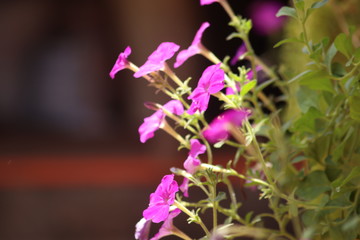 close up of violet flower