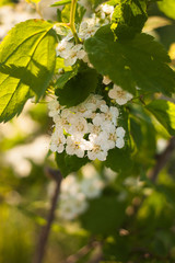 Flowering branch of hawthorn ( Crataegus). White small flowers on a background of green leaves. Selective focus.