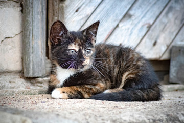 Horizontal close up image of a cute Calico cat (Tortoiseshell cat, Tortie cat, brindle, tricolor cat, tobi mi-ke, patches cat) kitten resting with wooden rustic door in background. 