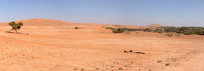 Red sanddunes of the Namib desert in Naukluft NP contrasts with dark green gallery forest,...