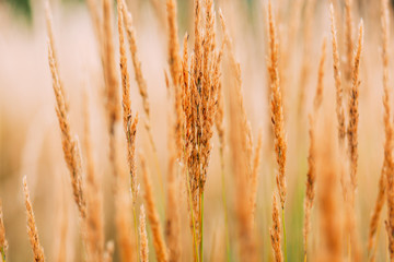Beautiful close up of tall grass stems in yellow and golden tones with nice bokeh, fine art wallpaper