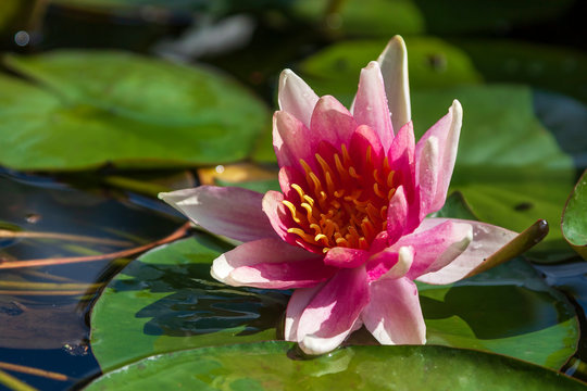 Red water lily flower with green leaves in water