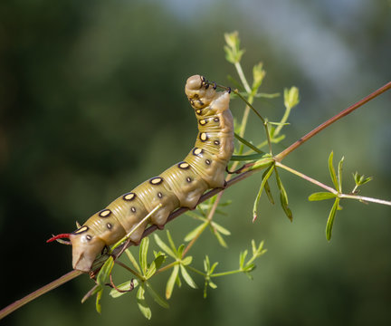 Closeup of caterpillar of the bedstraw hawk-moth on the white bedstraw branch