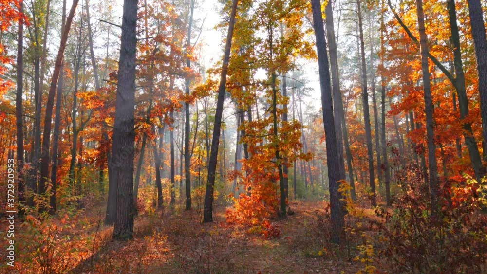 Poster autumn nature forest landscape. autumn is in full swing. walk through the magnificent autumn forest 