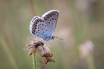 Fototapeta na wymiar The silver-studded butterfly (Plebejus argus) in the meadow with overgrown dandelions in July