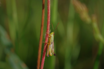 Closeup of green and brown locust (grasshopper) on red straw in the green meadow
