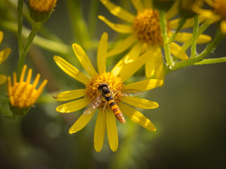 Beautiful yellow flowers against green background with long hoverfly (Sphaerophoria scripta) on them. Focus on flowers.