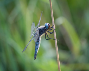 Closeup of scarce chaser dragonfly (libelulla fulva) sitting on the straw in the meadow. Small red water mite (hydracarina) on its leg