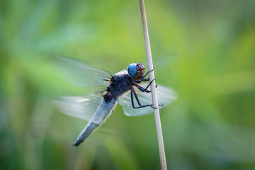 Closeup of scarce chaser dragonfly (libelulla fulva) sitting on the straw in the meadow. Small red water mite (hydracarina) on its leg.
