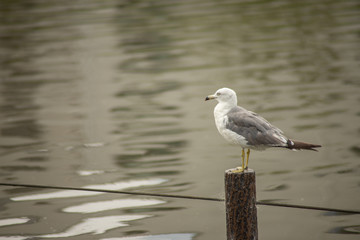 佇むカモメ