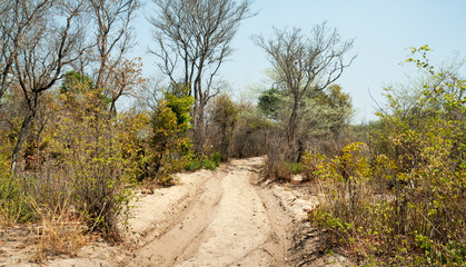 Fototapeta na wymiar Unpaved road in the savannah of Northern Namibia