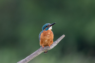 Kingfisher (Alcedo atthis) perched on a branch