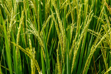 Fototapeta na wymiar Rice field with growing ripe rice ready for harvesting. Bali Island, Indonesia