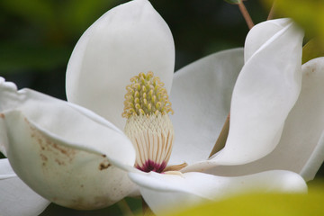 Magnolia Blossoms on the tree