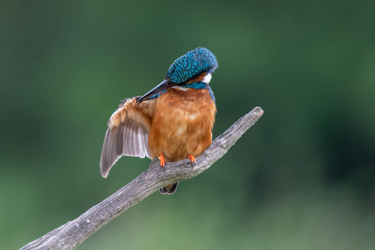 Kingfisher (Alcedo atthis) perched on a branch and preening itself