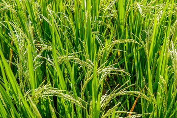 Rice field with growing ripe rice ready for harvesting. Bali Island, Indonesia