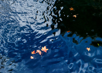 Maple leaves on the lake