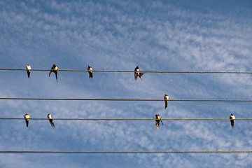 swallows sit on the wires in different poses