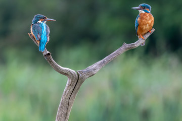 A pair of Kingfishers (Alcedo atthis) perched on a tree branch