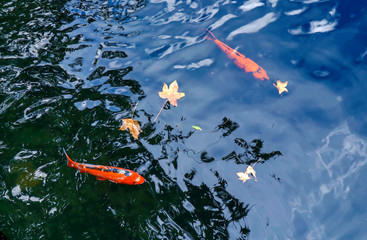 Koi fish swim in the lake