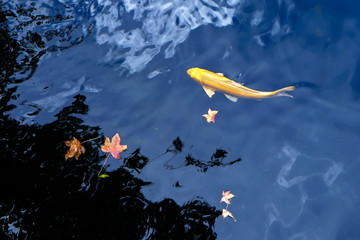 Koi fish swim in the lake