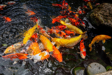 Koi fish swim in the lake