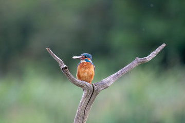 Kingfisher (Alcedo atthis) perched on a branch