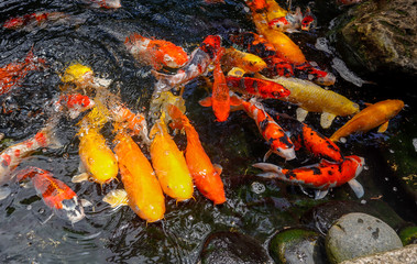 Koi fish swim in the lake