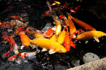 Koi fish swim in the lake