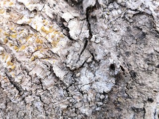 tree bark texture