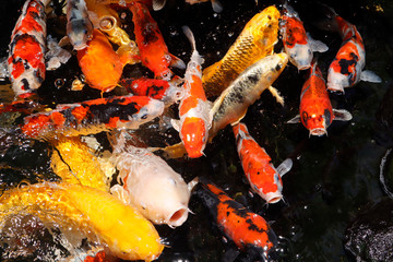 Koi fish swim in the lake