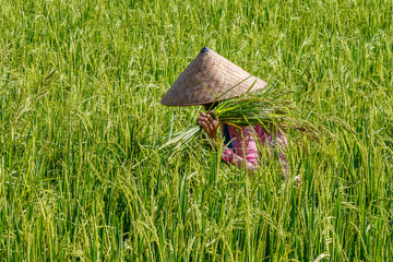 Balinese woman in a traditional conical hat collecting rice on a paddy field. Bali, Indonesia. No face.