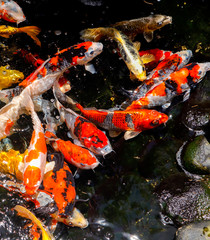 Koi fish swim in the lake