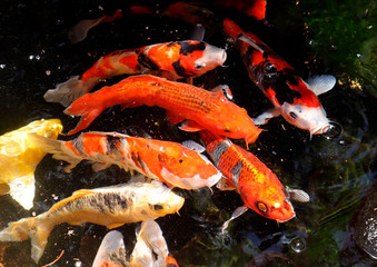 Koi fish swim in the lake