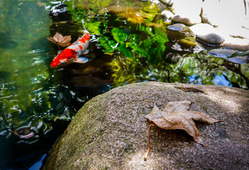 Koi fish swim in the lake