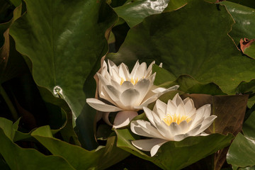 White Water Lily - Nymphaea alba is blooming in green leaves.